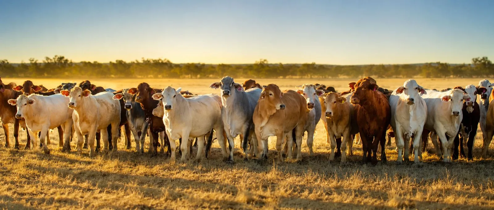 Cattle health and water quality